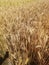 Wheat field harvesting Wheat Field Village Yellows Green wheat in the filed