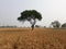 Wheat field harvesting Wheat Field Village Yellows Green wheat in the filed one tree