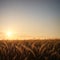 The wheat field has ears of golden wheat close up.