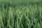 Wheat field image. View on fresh ears of young green wheat