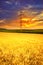 Wheat field landscape