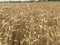 Wheat field landscape background shavuot holiday crop golden yellow natural seasonal agriculture concept