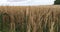 Wheat field with large spikes