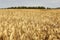 Wheat field lit by afternoon sun with forest in background.