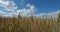 Wheat field in Loiret, France