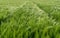 Wheat field in lustrous green and a slight wind with tractor tracks and forest behind