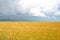 Wheat field, mountains