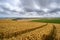 Wheat field near Firle Beacon and Newhaven with views to the south coast and English Channel