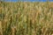 A Wheat Field in Northern Idaho.