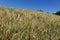 A Wheat Field in Northern Idaho