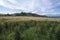 Wheat field on the ocean coast. Ireland