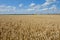 Wheat field with Ñombine harvester and blue sky