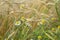 Wheat field and Pleasantly weeds, wild Matricaria in a field on a farm a sunny summer day with cereal ears