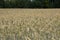 Wheat field in Poland
