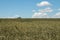 Wheat field in Poland