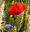 Wheat field with poppies and blurred cornflowers