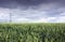 Wheat Field and Pylon
