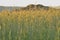 Wheat field in the rays of dawn