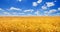 Wheat field in the rays of the summer sun, closeup, bountiful harvest concept