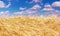 Wheat field in the rays of the summer sun, closeup, rich harvest concept