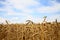 Wheat field ready to be harvested