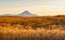 Wheat Field Ready to Harvest in Central Oregon