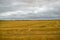 Wheat field, the reaped crop