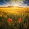 Wheat field with red poppys