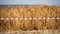 wheat field red and white warning tape swinging in the wind in front of a wheat field. Protection sign. Don't cross