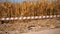 wheat field red and white warning tape swinging in the wind in front of a wheat field. Protection sign. Don't cross