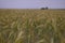 Wheat field. rich harvest in agriculture