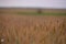 Wheat field. rich harvest in agriculture