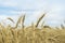 Wheat field, ripe barley, rye field in sunny day against blue sky with clouds. Agricultural summer rural background