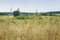 Wheat field, ripe barley, rye field, sunny day, working combine harvester, harvesting wheat cereal in farm. Agricultural