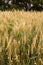 Wheat field with ripe ears of grain, rural idyllic nature