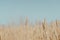 Wheat field with ripe harvest against light blue sky at sunset or sunrise.  Ears of golden wheat rye close crop. agriculture lands