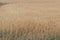 Wheat field with ripe harvest against light blue sky at sunset or sunrise.  Ears of golden wheat rye close crop. agriculture lands