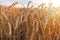 Wheat field. Ripe spikelets of wheat in the morning sunrise. Harvesting grain from the fields