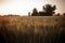 Wheat field with ripe spikes