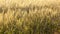 Wheat field. Ripe wheat in the agricultural field, close-up.