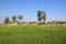 Wheat field and rocky bank