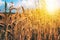 Wheat field rural nature scenery under shining sunlight.