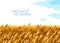 Wheat field scenic tranquil and calm landscape vector illustration, forget about all the problems