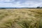 Wheat field on the shore in Ireland.