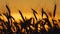 Wheat field. Silhouette of wheat ears at sunset