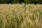 Wheat field simple rural idyllic landscape rural scene