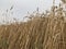 Wheat field and sky background shavuot holiday golden yellow natural seasonal agriculture concep