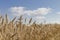 Wheat field with sky and clouds from the perspective