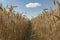 Wheat field with sky and clouds from the perspective