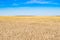 Wheat field and sky in the summer